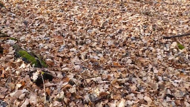 УДАЧНЫЙ КОП В ПОЛЕ И В ЛЕСУ, В Поисках Сокровищ смотреть онлайн