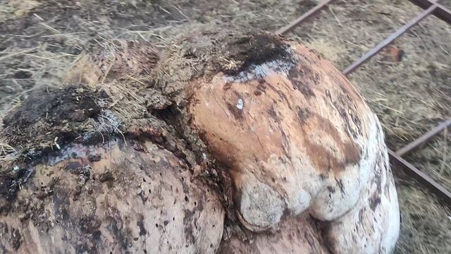 Дубовый капп для тестов самодельный пилорамы . смотреть онлайн