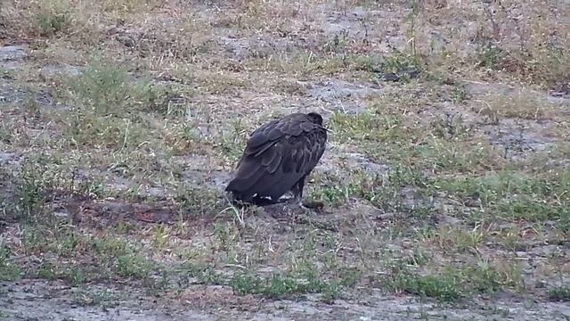 Djuma: Hooded Vulture digging through Lion scat maybe? - 06:06 - 01/30/2023 смотреть онлайн