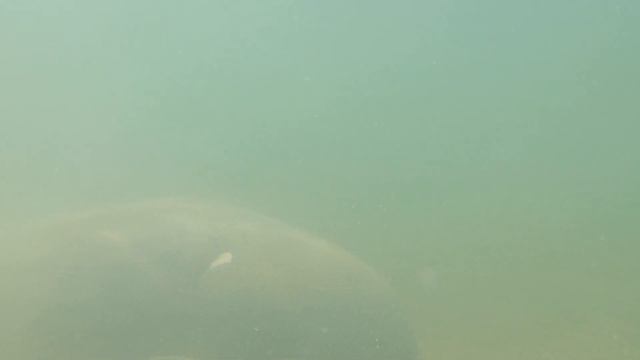 7 Manatees.. a Shark ...and Tarpon ! смотреть онлайн