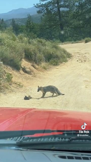 Desert Fox Vs Rattlesnake | Fight caught on Camera #desert #rattlesnake #snake #fox #bite #wildlife смотреть онлайн