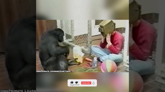 15 Most Intelligent Animals In The World #Shorts 15 смотреть онлайн