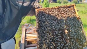 Горбатый расплод. Надо исправлять семью #пчеловодство #пчелы #улей