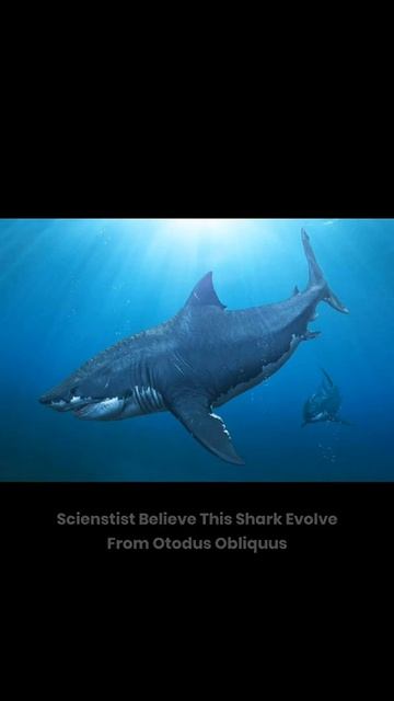 Quite Amazing Facts About Megalodon. #ScienceFactsInShorts смотреть онлайн