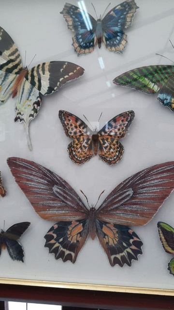 #shorts Бабочки смотреть онлайн