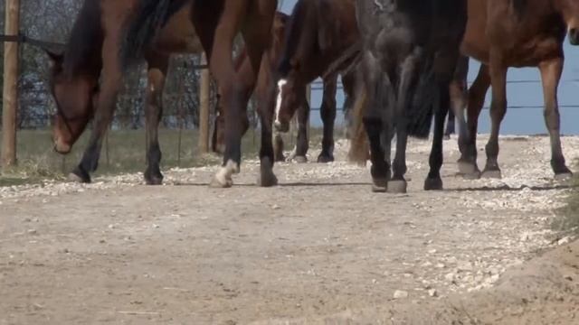 Horses of Haras Plessis (1 of 4): Intruduction by the breeder Marie-Claire de Selliers смотреть онлайн