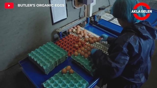 You Won't Believe Egg Production in Free Range Chicken Farm - Chicken Meat Processing Factory смотреть онлайн