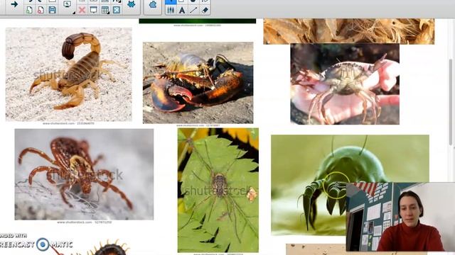 Bucket Questions Episode 4: Blueberry Maggots part 1. Your random science questions answered. смотреть онлайн