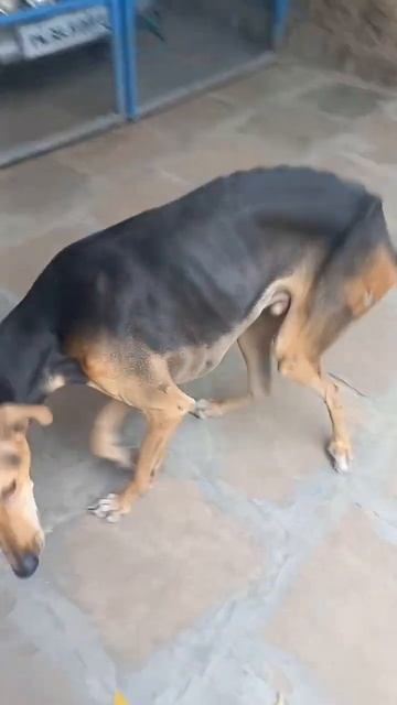 DUX Chicken Gravy for Chippiparai Dog - Maayan смотреть онлайн