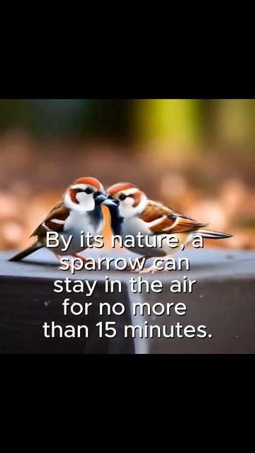 The destruction of sparrows #genocideroute #birds #police #story #shots смотреть онлайн