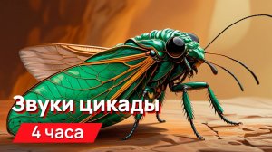 Звуки для соседей - звуки цикады