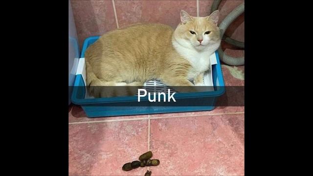 ГАЙД НА КОТА смотреть онлайн