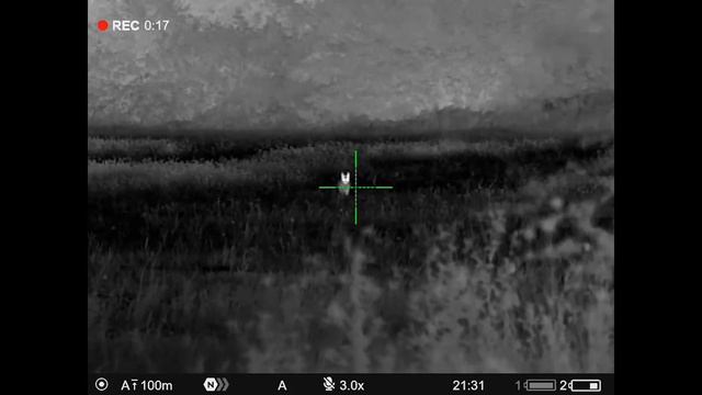 Fox Footage from the Pulsar Thermion 2 LRF XQ50 PRO смотреть онлайн