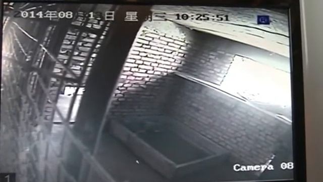 Rare snow leopard twins born in NW China смотреть онлайн