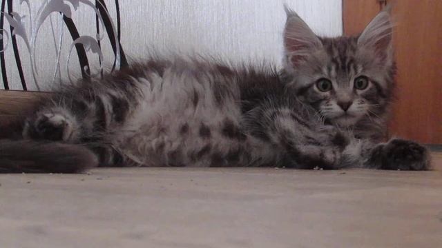 мейн кун Кельвин смотреть онлайн