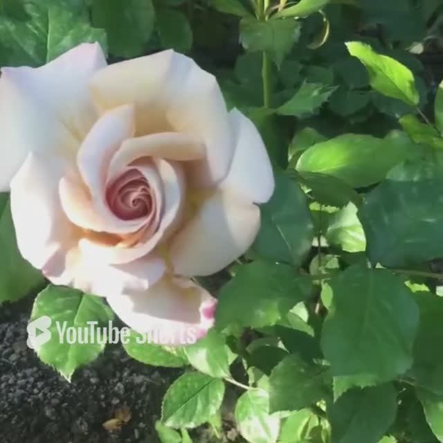 Роза Stephen Rulo Первогодка. Сезон 2023г смотреть онлайн