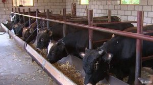 Наши ошибки при строительстве стойла для быков.