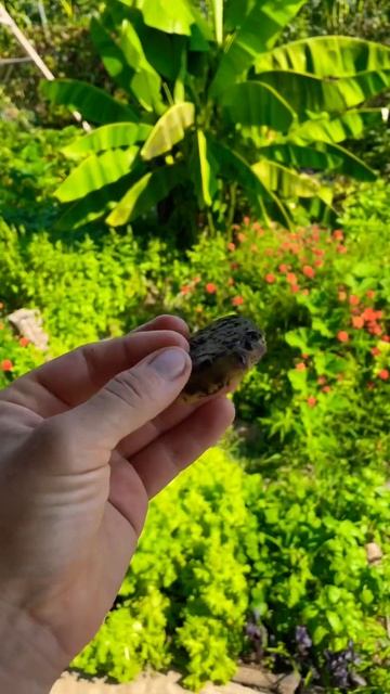 Воск из забруса