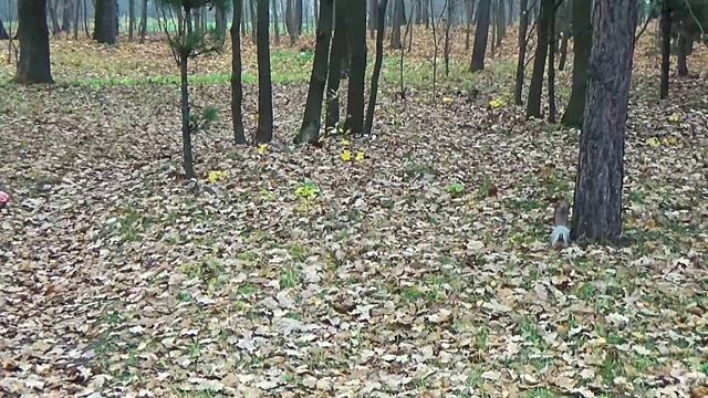 Чур,не подглядывать или в гостях у белок(фильм второй) смотреть онлайн