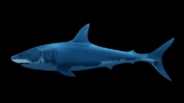 Shark - 3ds Max model смотреть онлайн