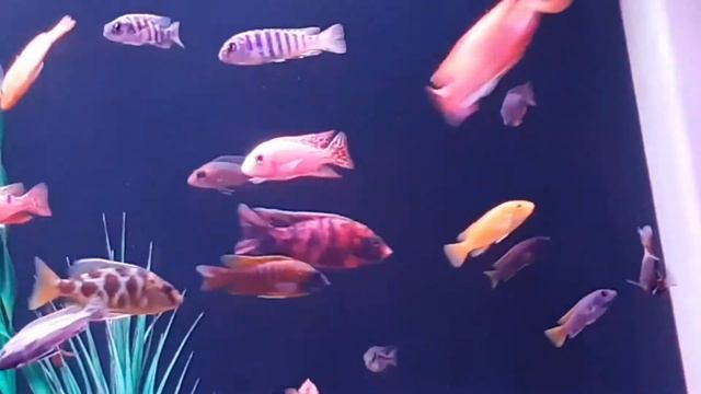 My 700 litre mixed African Malawi tank смотреть онлайн