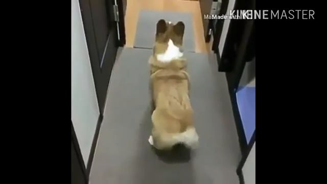 Собаки тоже в моде? Камилла Лайк смотреть онлайн