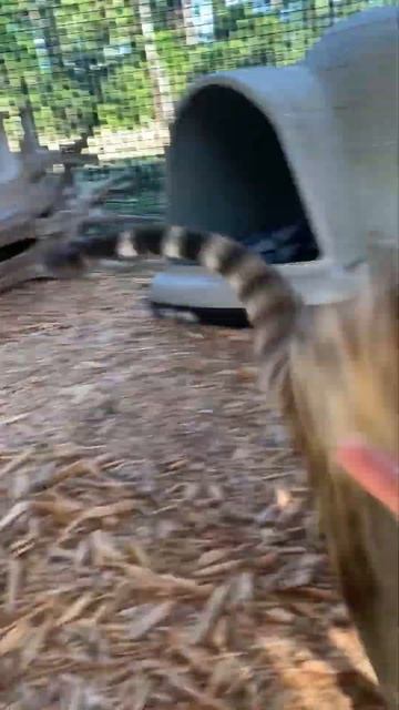 Playing with my African Spotted Genet смотреть онлайн