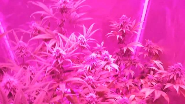 Viparspectra 300 watt grow tent смотреть онлайн