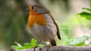 Зарянка. (Самка)