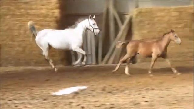 Union V Z (UNTOUCHABLE x CENTO x GOODTIMES) totaal смотреть онлайн