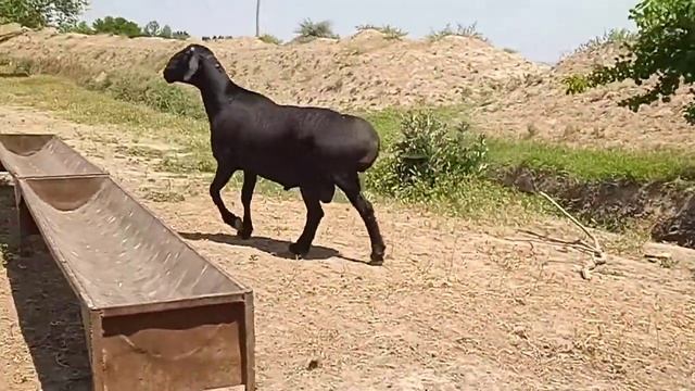 З жаш кочкор бою95 см гиссар смотреть онлайн