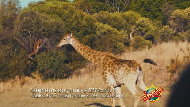 Merlin Annual Pass TV advert смотреть онлайн