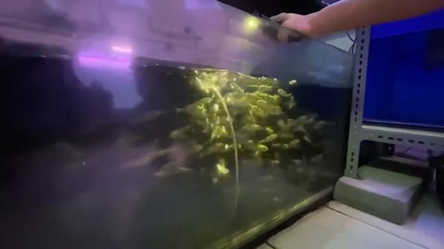 Kunjungan GKO ke Ramai Aquarium Cengkareng смотреть онлайн