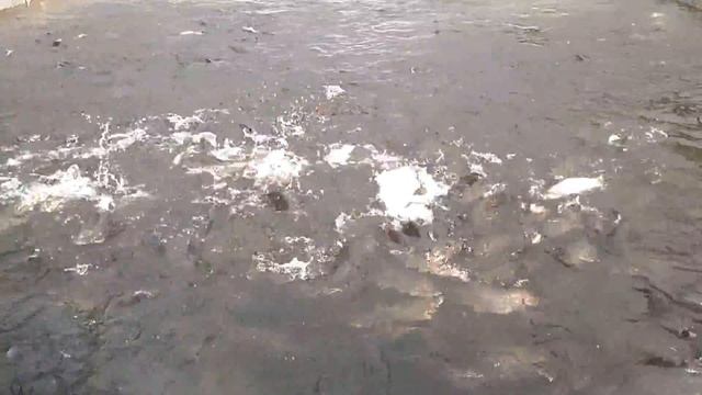 очень много рыбы (форели)! смотреть онлайн