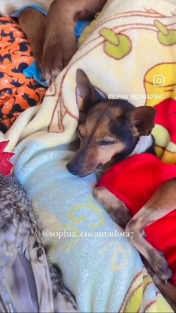 доброе пожелание спокойной ночи.mp4