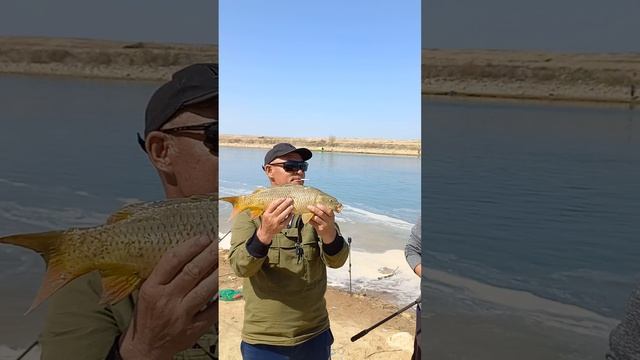 Предпоследние дни до икрамёта 13.04.-14.04.2022.Кок-сарай сбросной канал,активная поклёвка сазана. смотреть онлайн