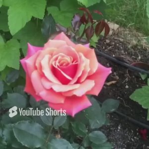 Роза Copper Light Первогодка. Сезон 2023г