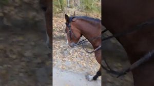 Год жизни в лесной деревне