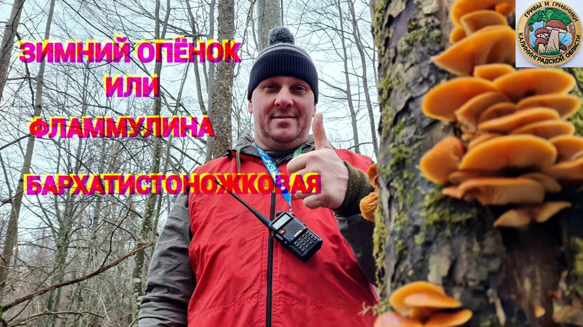 ФЛАММУЛИНА БАРХАТИСТОНОЖКОВАЯ. зимний опенок. Сбор грибов зимой! #природа #грибы смотреть онлайн