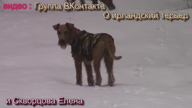 Ирландские терьеры : 4 сезона : Зима начало