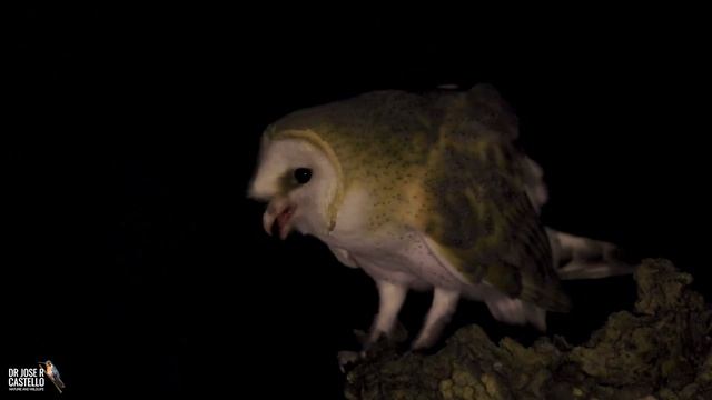 Canon R6 video in low light: Barn Owl смотреть онлайн