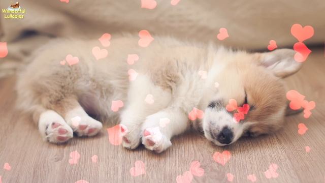 Super Soft And Soothing Sleep Music For Corgi Puppies ♫ Relax Your Dog