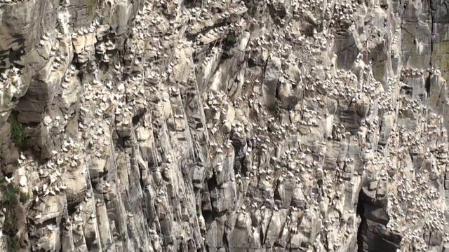 Fou de Bassan. Gigantesque colonie verticale. смотреть онлайн