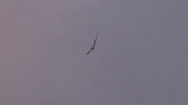 Parkzone Radian flown by tjd models смотреть онлайн