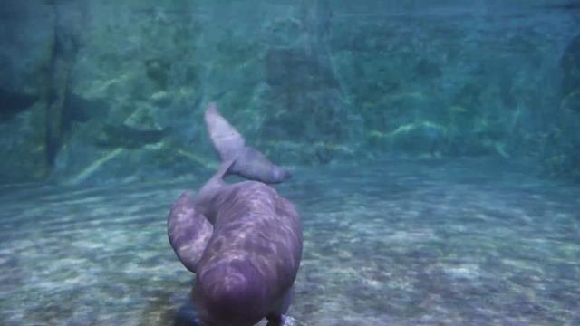 Underwater ASMR | A Scenic Meditation Film смотреть онлайн