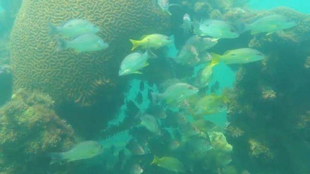 Coral Bleaching Magnetic Island - 4 смотреть онлайн