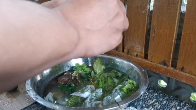 anubias nana/anubias petite/ anubias coffeefolia / lowtech plants/aquascape/ unboxing/ смотреть онлайн