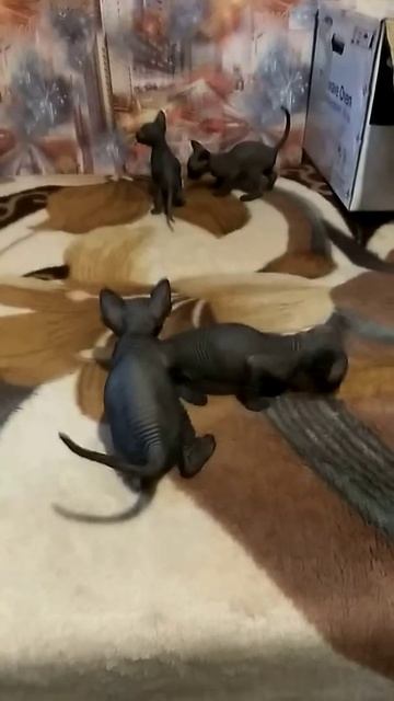 Котята канадского сфинкса охотятся на маленькую шиншиллу/Sphynx kittens prey on small chinchilla смотреть онлайн