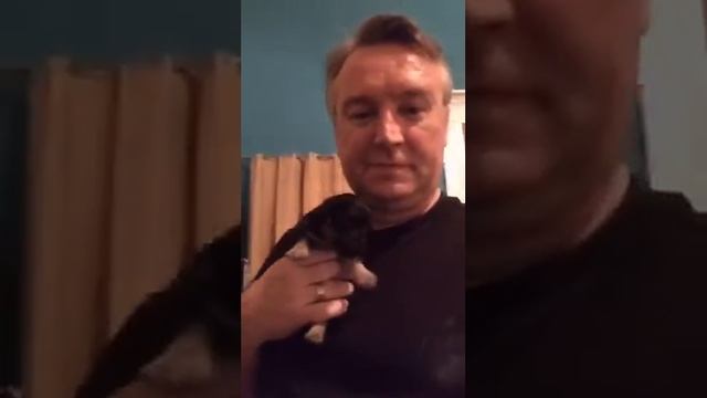 Maltipoo Pomchi Mix - 3 weeks old смотреть онлайн