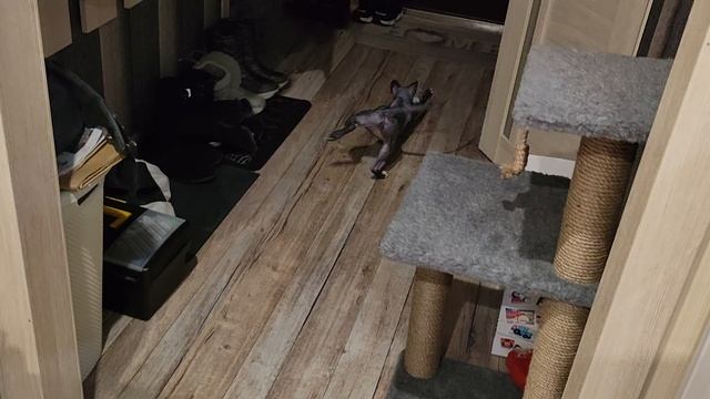 Харви, апорт!